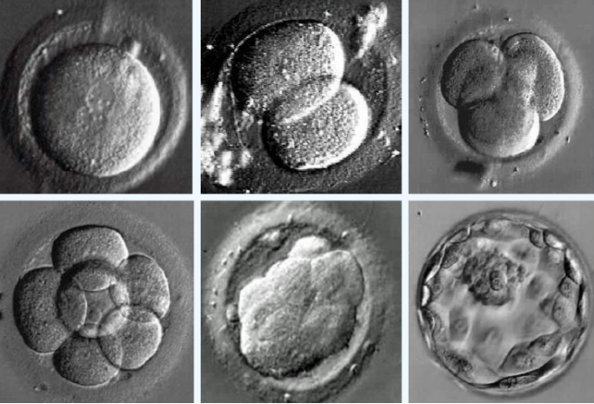 IVF工作站--胚胎体外发育过程观察.png